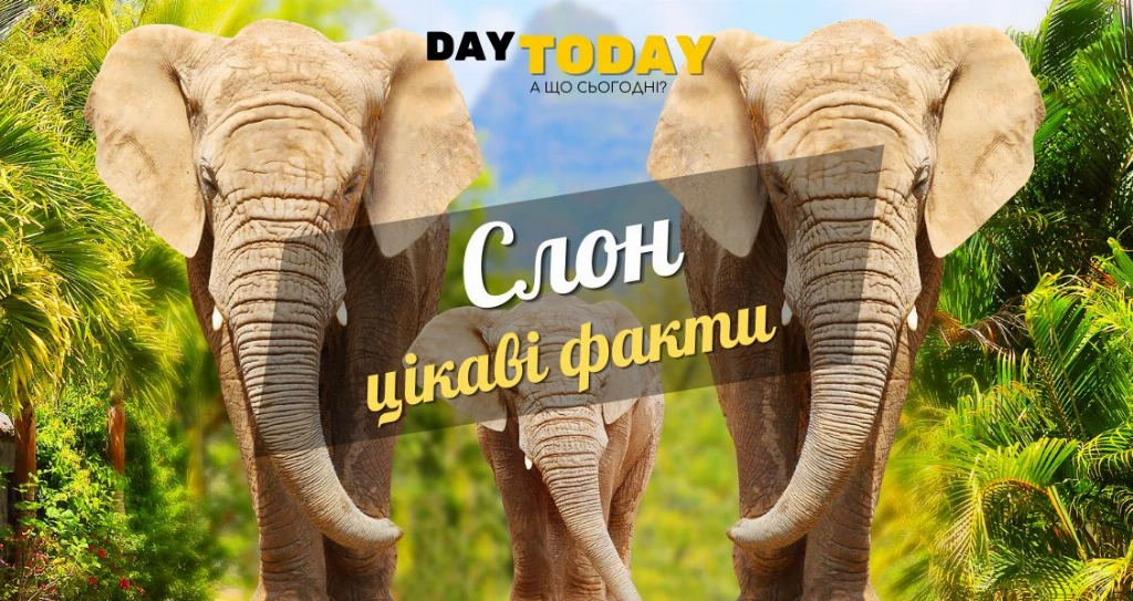 Цікаві факти про слонів Цікаві факти про слонів